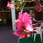 Oleander