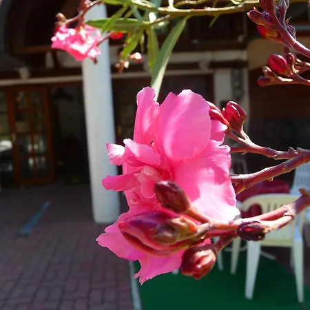 Oleander